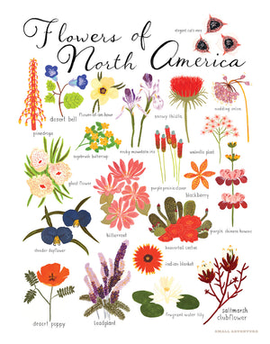 Flowers of North America Print