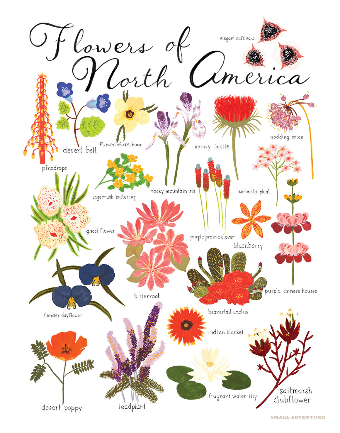 Flowers of North America Print