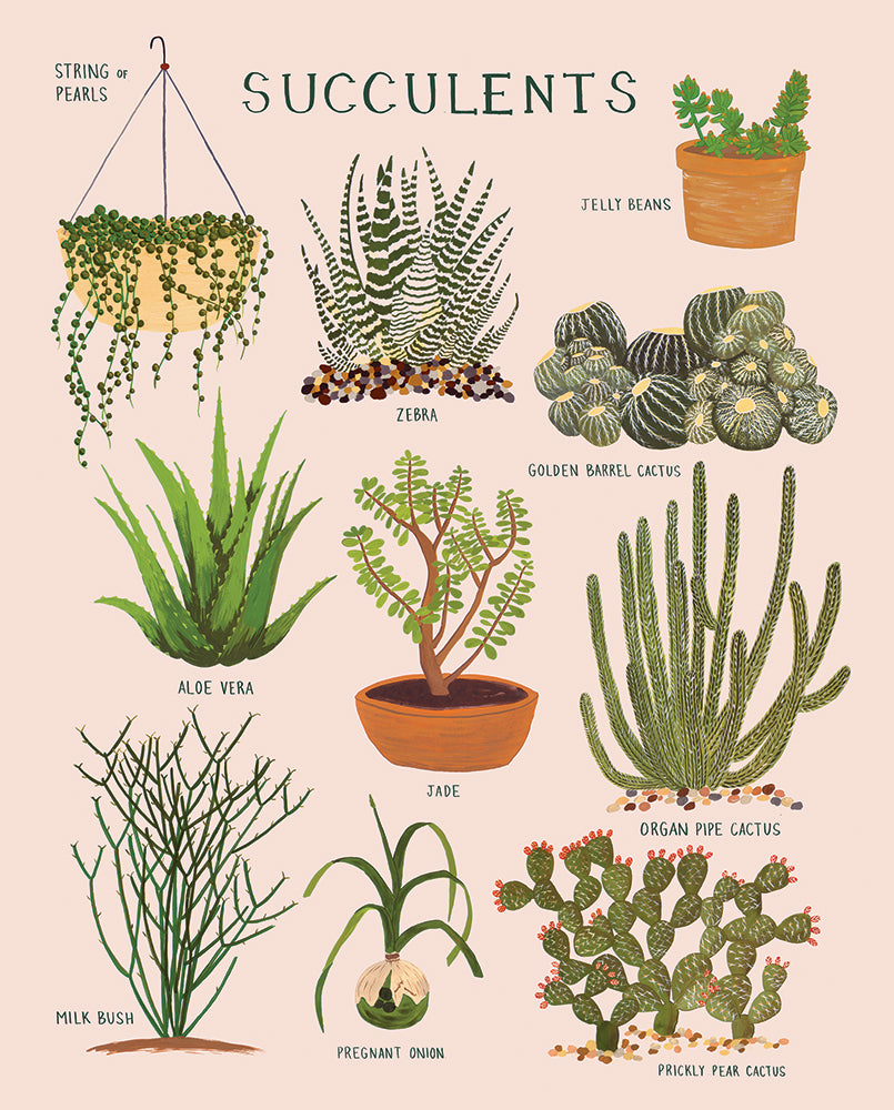 list of string succulents Succulents Print 8x10